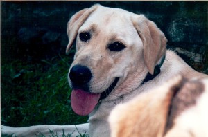 PetMemorial-Pilgrim-1