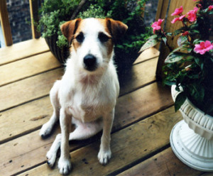 Pet Memorial Buster 1