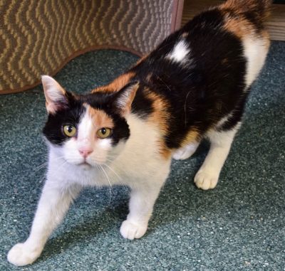 Cat of the Week - Cora