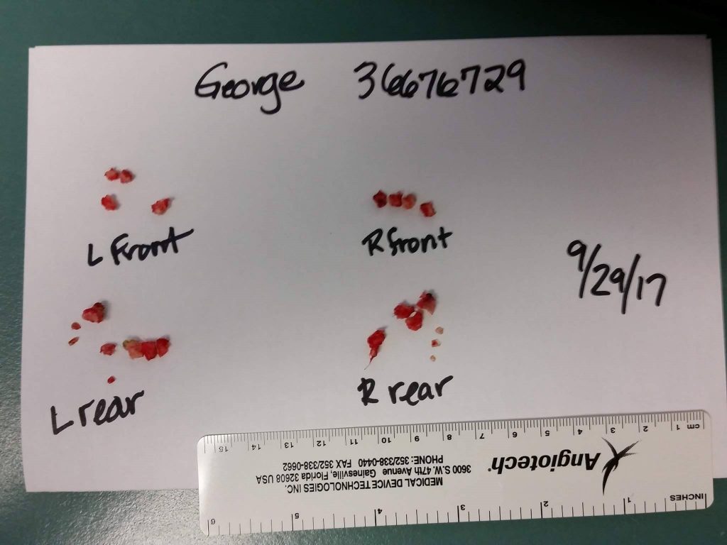 Bone fragments in George's paws