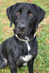 Dog of the Week - Jake