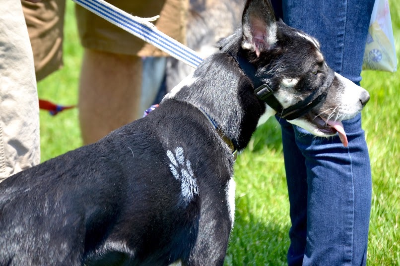 Dog wearing head halter.