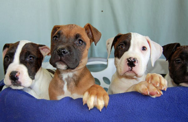 Foster Puppies