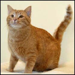 Cat of the week Maxxy-large