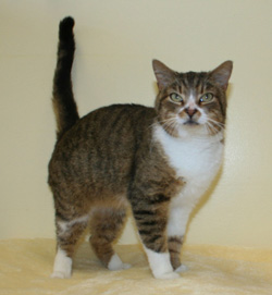 Cat of the week Mosley-large