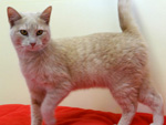Cat of the week Wilson-large