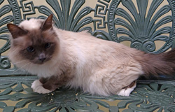 Cat of the week Miss Blue-large