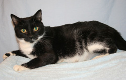 Cat of the week Toes-large