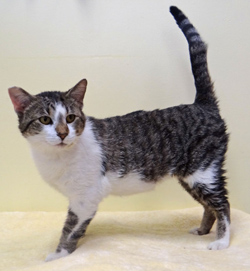 Cat of the week Danny-large