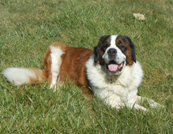 Dog of the Week-Bubba-large