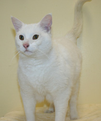 Cat of the Week-Romeo-large