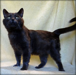 Cat of the Week-Tom-large