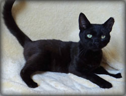 Cat of the Week-Victor-large 1