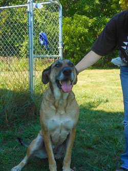 Dog of the Week-Achilles-large