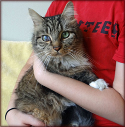 Cat of the Week-Snuggles-large 2