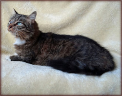 Cat of the Week-Snuggles-large