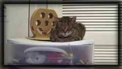 Cat of the Week-Henry-large 2