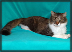Cat of the Week-Spock-large