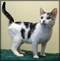 Cat of the Week-Aggie-large