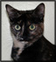 Cat of the Week-Woodina-small