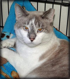 Cat of the Week-Curley-large