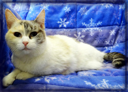 Cat of the week-Buttons-large