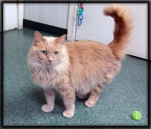 Cat of the Week-Charm-large