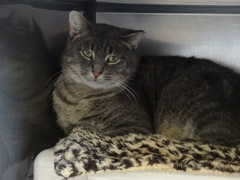 Cat of the week-Mouse-large