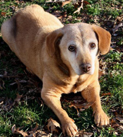 Dog of the Week-Copper-large