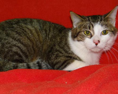 Cat of the Week-Ricky-large
