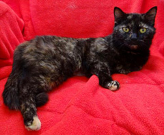 Cat of the Week-Elna-large