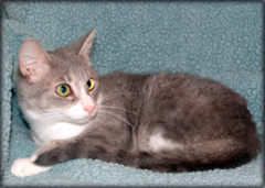 Cat of the Week-Missy-large