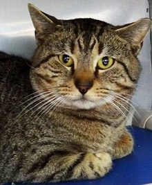 Cat of the Week – Homer large