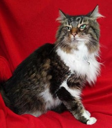 Cat of the Week – Bella large