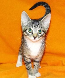 Cat of the Week – Kittens large