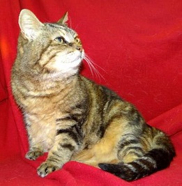Cat of the Week – Anjou large