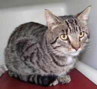 Cat of the Week-Clarence-large
