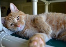 Cat of the Week – Tigger large