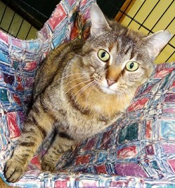 Cat of the Week – Macey large