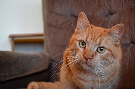 Cat of the Week – Percy large