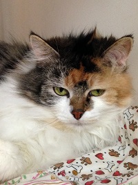Cat of the Week – Skittles large