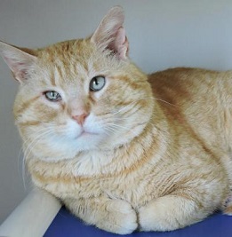 Cat of the Week – Elroy large
