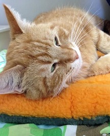 Cat of the Week – Sunny large