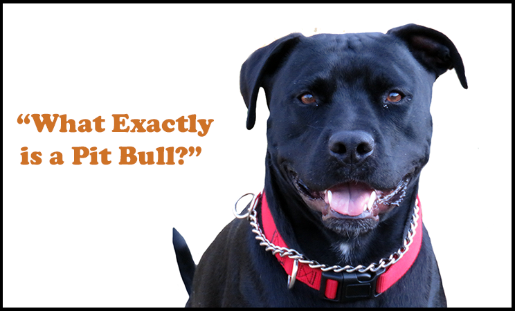 What Exactly is a Pit Bull?