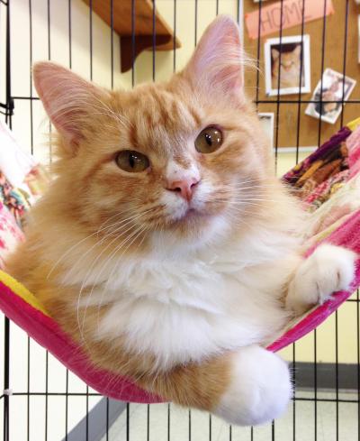 Cat of the Week – 11-16-15