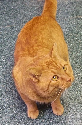 Cat of the Week – Mister large