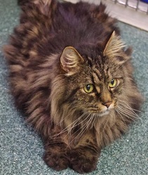 Cat of the Week – Sebastian large