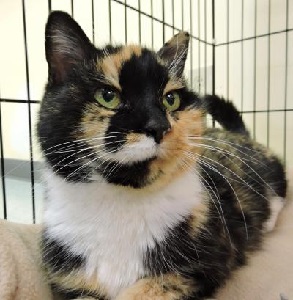 Cat of the Week – Meredith large