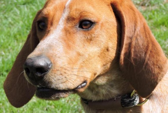 Video: Handsome Hans Video: Handsome Hans