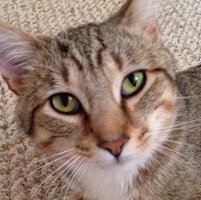 Cat of the Week – Bootsie small